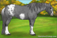 Horse Color:White Spotted Blue Roan Splash Frame Appaloosa 