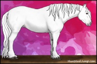 Horse Color:Gray Bay