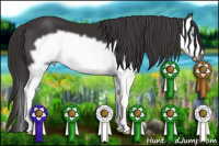 Horse Color:Smoky Black Splash Frame 