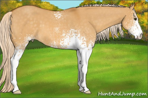 Horse Color: White Spotted Palomino Dun 