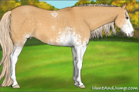 Horse Color:White Spotted Palomino Dun 