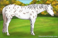 Horse Color:Red Roan Splash Frame Appaloosa 