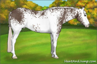 Horse Color:White Spotted Silver Black 