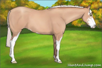 Horse Color:Silver Sable Champagne Sabino