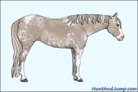 Horse Color:White Spotted Silver Grullo Ice Splash Tobiano