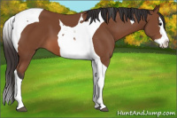 Horse Color:Bay Sabino Splash Tobiano 