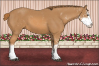 Horse Color:Chestnut Sabino
