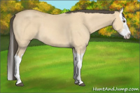 Horse Color:Buckskin Roan Dun Splash