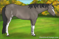 Horse Color:White Spotted Grullo