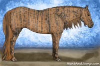 Horse Color:Brown Rabicano  Brindle