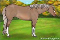 Horse Color:Silver Bay Dun 