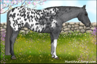 Horse Color:Black Appaloosa 