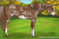 Horse Color:Gray White Spotted Chestnut Frame 