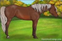Horse Color:Silver Bay 