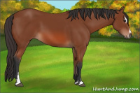 Horse Color:Bay Sabino 