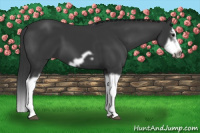 Horse Color:Brown Splash Frame 