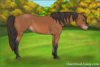 Horse Color:Bay Sabino 