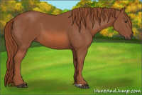 Horse Color:Liver Chestnut 