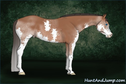Horse Color: Bay Splash 