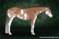 Horse Color:Bay Splash 