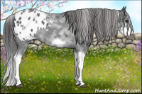 Horse Color:White Spotted Blue Roan Splash Frame Appaloosa 