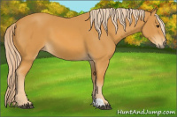 Horse Color:Palomino Tobiano 
