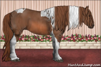 Horse Color:Liver Chestnut Tobiano