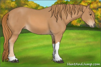 Horse Color:Chestnut Tobiano 