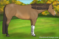 Horse Color:Buckskin 
