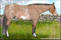Horse Color:White Spotted Bay Roan Frame