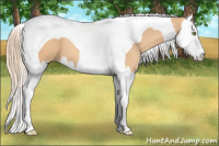 Horse Color:Gold Champagne Splash Tobiano 