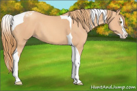 Horse Color:Gold Champagne Splash Tobiano