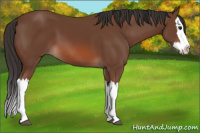 Horse Color:Unknown 