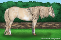 Horse Color:White Spotted Red Dun Frame