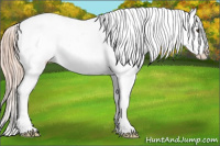 Horse Color:Palomino Appaloosa 