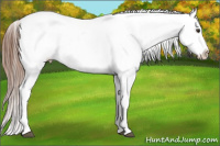 Horse Color:Chestnut Splash Appaloosa 