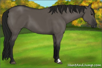 Horse Color:Gray Grullo 