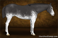 Horse Color:White Spotted Smoky Black