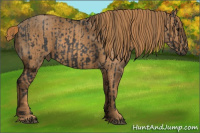 Horse Color:Brown Rabicano Brindle