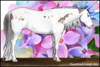Horse Color:Bay Ice Splash Tobiano 