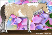 Horse Color:Buckskin Ice Splash Tobiano Rabicano 