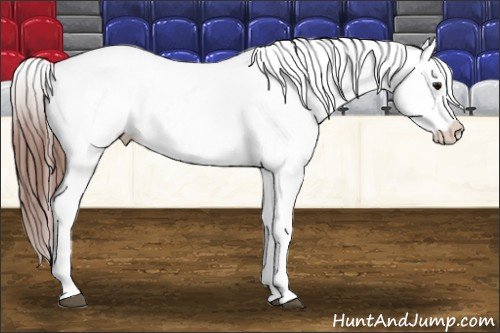 Horse Color: Bay Snowcap 