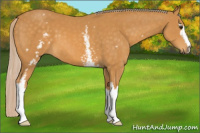 Horse Color:White Spotted Chocolate Palomino