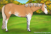 Horse Color:White Spotted Chocolate Palomino