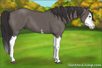 Horse Color:White Spotted Buckskin Dun Splash 