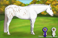 Horse Color:Bay Dun Splash Appaloosa 