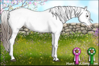 Horse Color:Blue Roan Appaloosa 