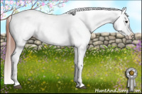 Horse Color:Brown Appaloosa 