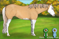 Horse Color:Palomino Dun Splash