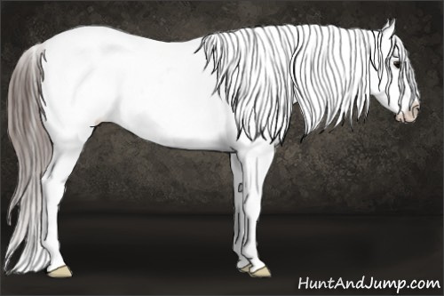 Horse Color: White Spotted Black Frame Blanket Rabicano 